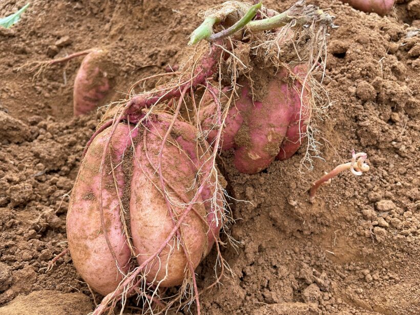 반박 시 아무튼 내 말이 맞음의 시대에 반박 참고 먹을 거나 챙기기