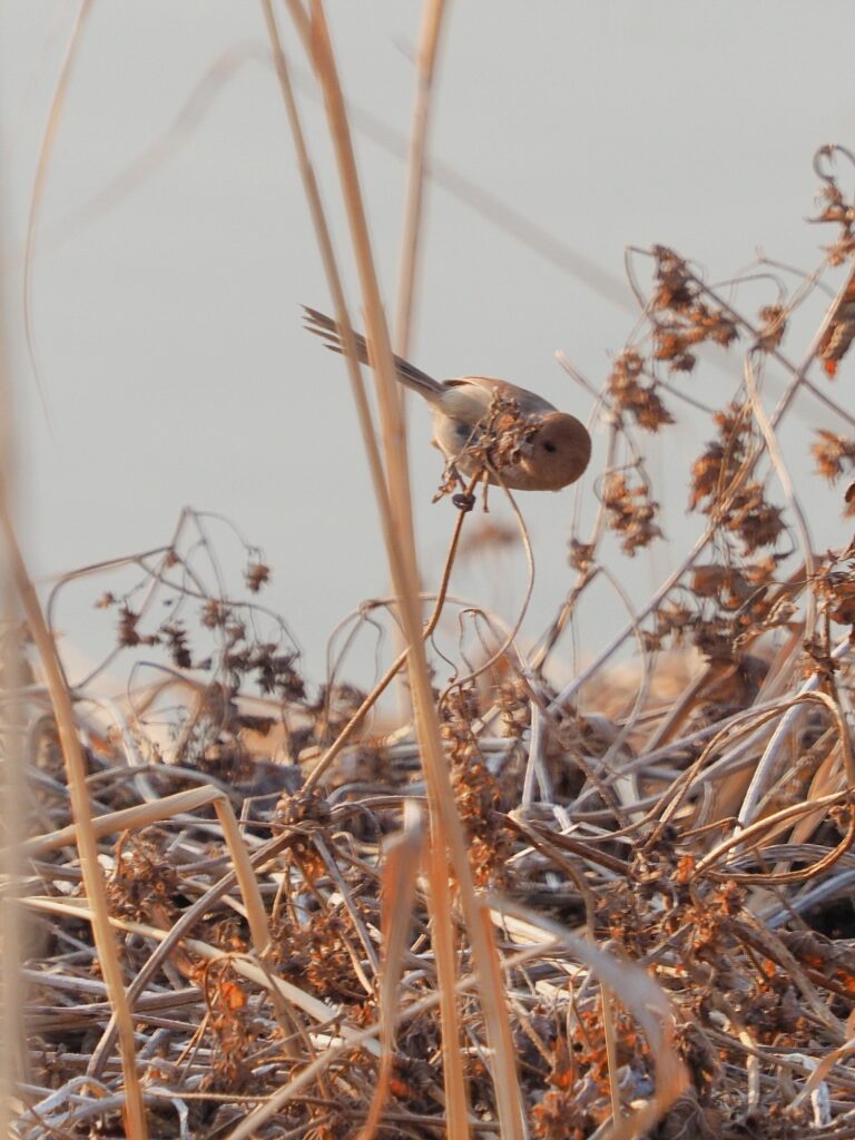 붉은머리오목눈이 한 마리가 마른 덤불에 옆으로 매달려 있다. 몸을 비틀어 덤불에 남아 있을 먹이를 찾고 있다.