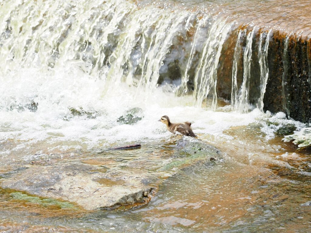 불광천 상류의 물 떨어지는 곳(콘크리트 구조물로 되어 있으며 계단 같은 형태다)에서 아기 오리 한 마리가 급류(?)를 헤쳐 지나가고 있다.