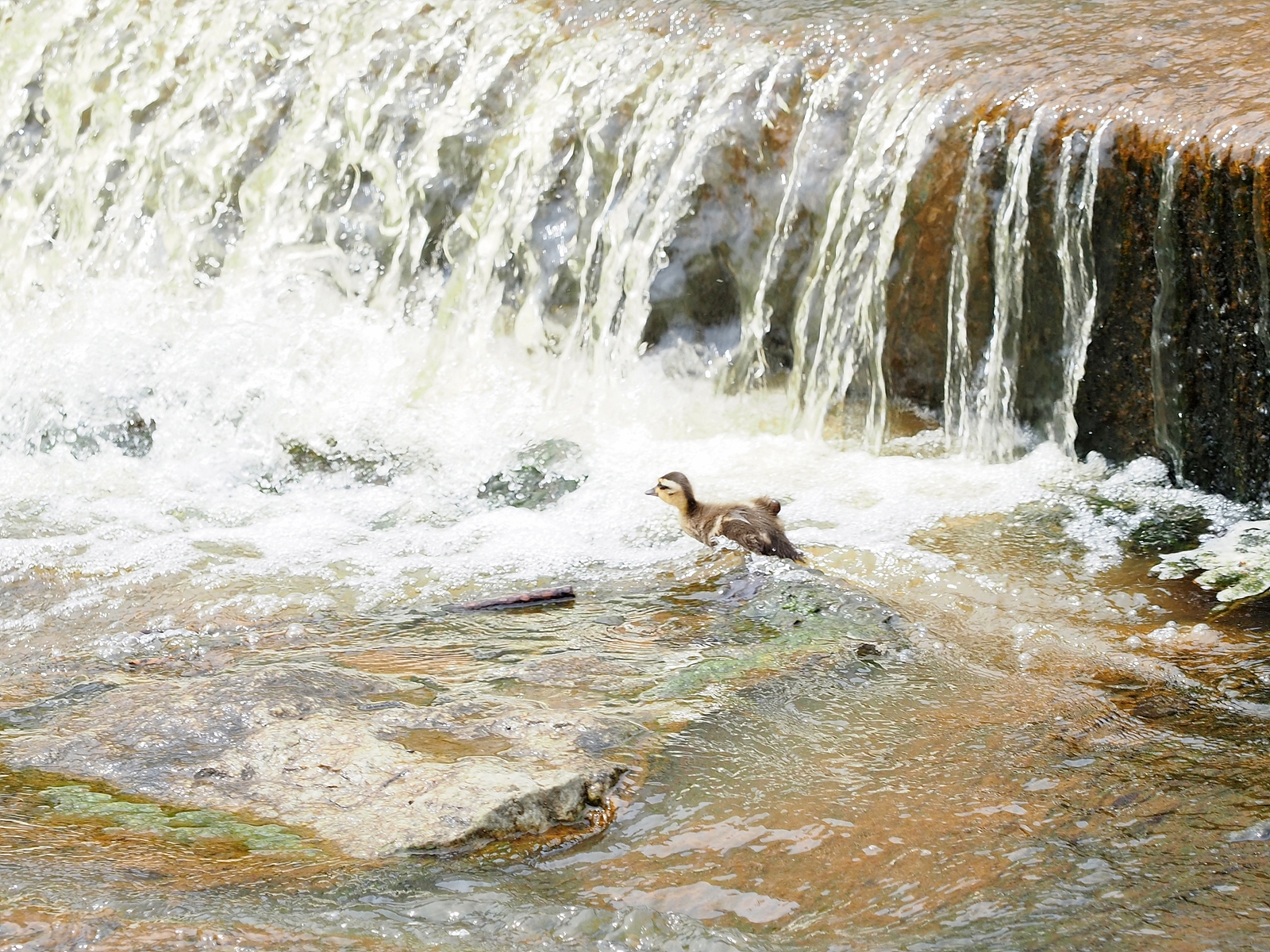 불광천 상류의 물 떨어지는 곳(콘크리트 구조물로 되어 있으며 계단 같은 형태다)에서 아기 오리 한 마리가 급류(?)를 헤쳐 지나가고 있다.