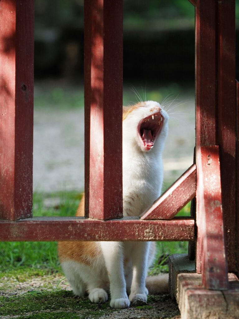 등이 노랗고 배쪽은 하얀 고양이. 목제 울타리 너머에서 입을 크게 벌리고 하품하고 있다. 울타리는 붉은 색이다.