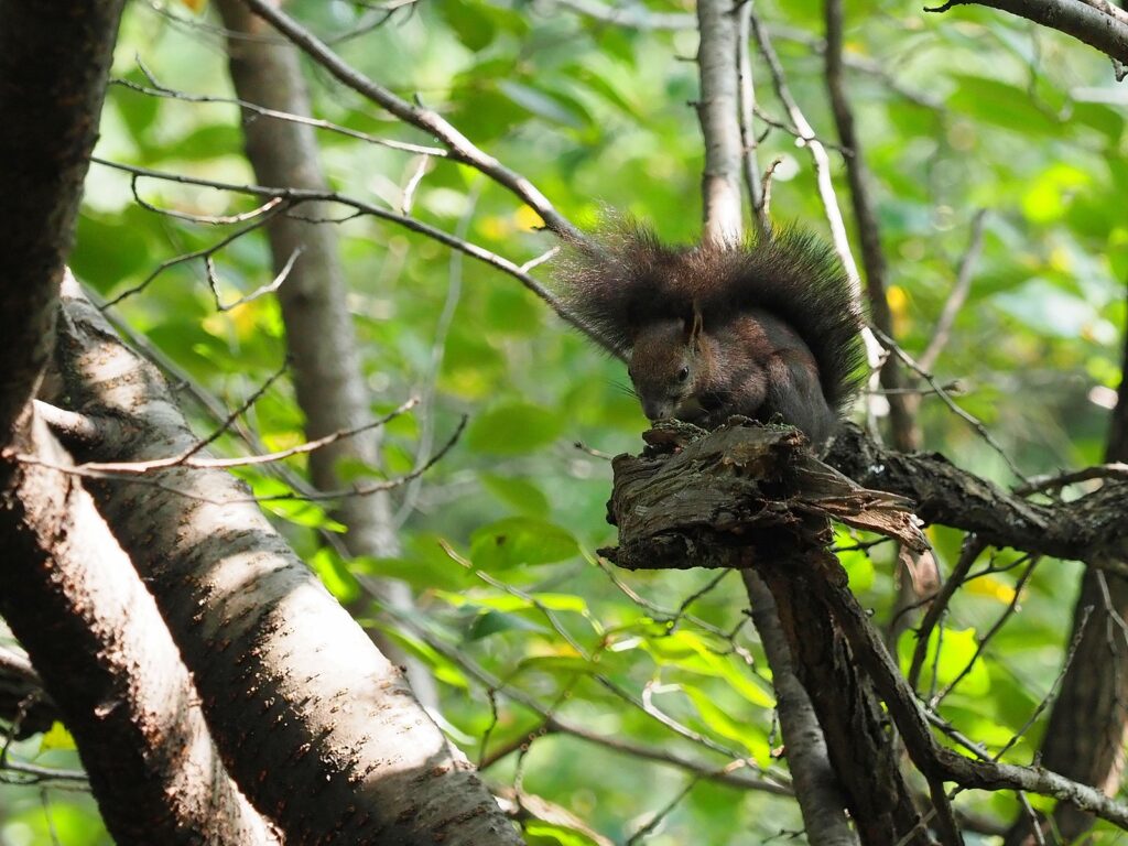 청설모 한 마리가 나뭇가지 위에서 고개를 파묻고 뭔가를 하고 있다. 아직 배경의 나뭇잎들은 푸른 빛이다.