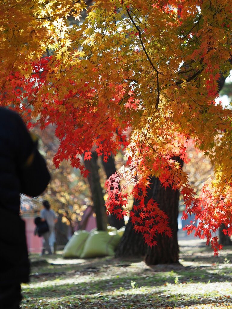 영롱하게 물든 단풍. 위쪽은 노랗고 아래쪽으로 갈수록 빨갛다. 햇빛이 역광으로 비친다.
