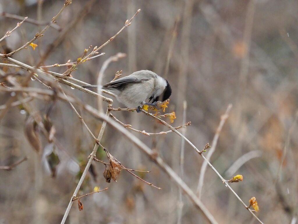 쇠박새 한 마리가 나뭇가지에 앉아 있다. 말라 비틀어진 노란 꽃(개나리로 보인다)에서 먹이를 찾으려 하고 있다.