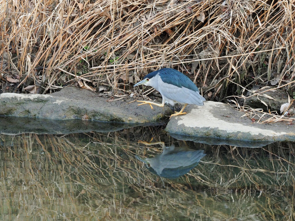 물가 돌 사이를 걸어서 건너는 해오라기.