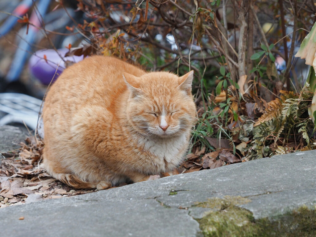 매우 빵실빵실한 털을 가진 노란 고양이. 동그랗게 몸을 말고 있다. 눈은 감고 있다.