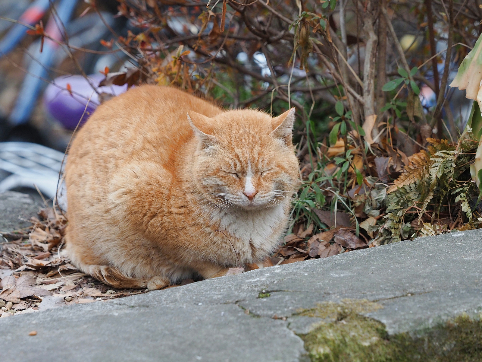 매우 빵실빵실한 털을 가진 노란 고양이. 동그랗게 몸을 말고 있다. 눈은 감고 있다.