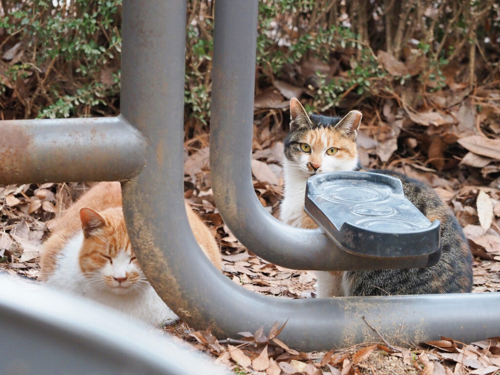운동기구 뒤에서 쉬는 고양이 두 마리. 왼쪽은 노란 털과 흰 털을 가졌고, 오른쪽은 몸집이 작고 삼색이다.