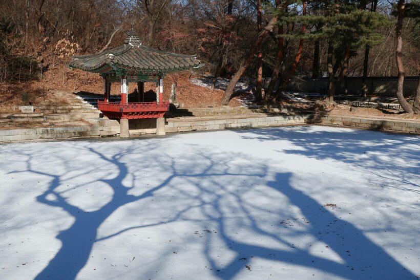 꽁꽁 언 연못 물과 빵빵 찐 동물 털 @창덕궁 후원&창경궁