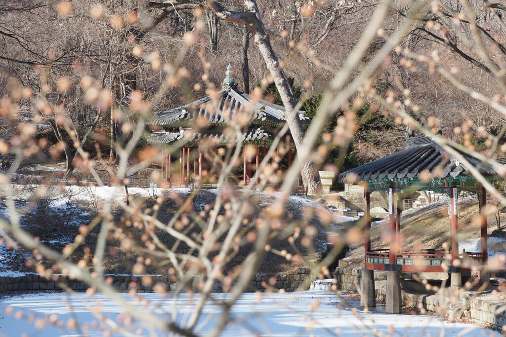 1월인데도 벌써 꽃눈이 올라와 있다. 그 너머로 보이는 관람지와 관람정.