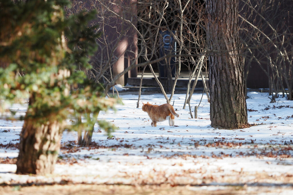 나무 사이를 노란 고양이 한 마리가 지나가고 있다.
