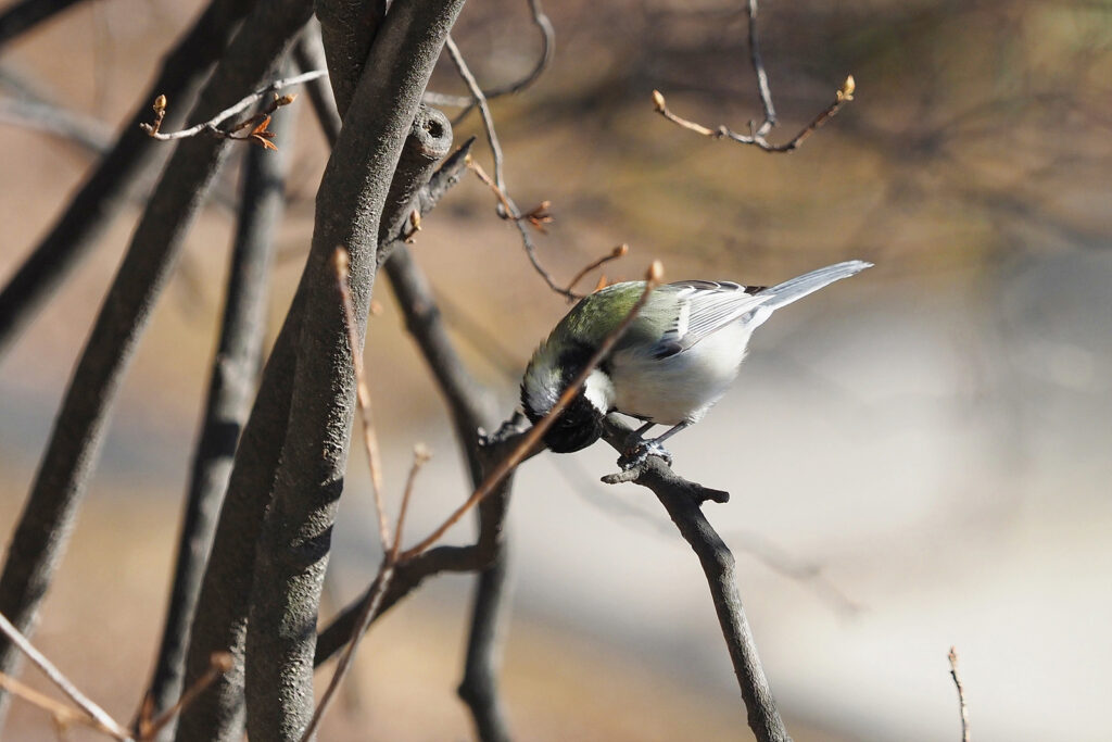 나뭇가지에 앉아 무언가를 먹는 박새.