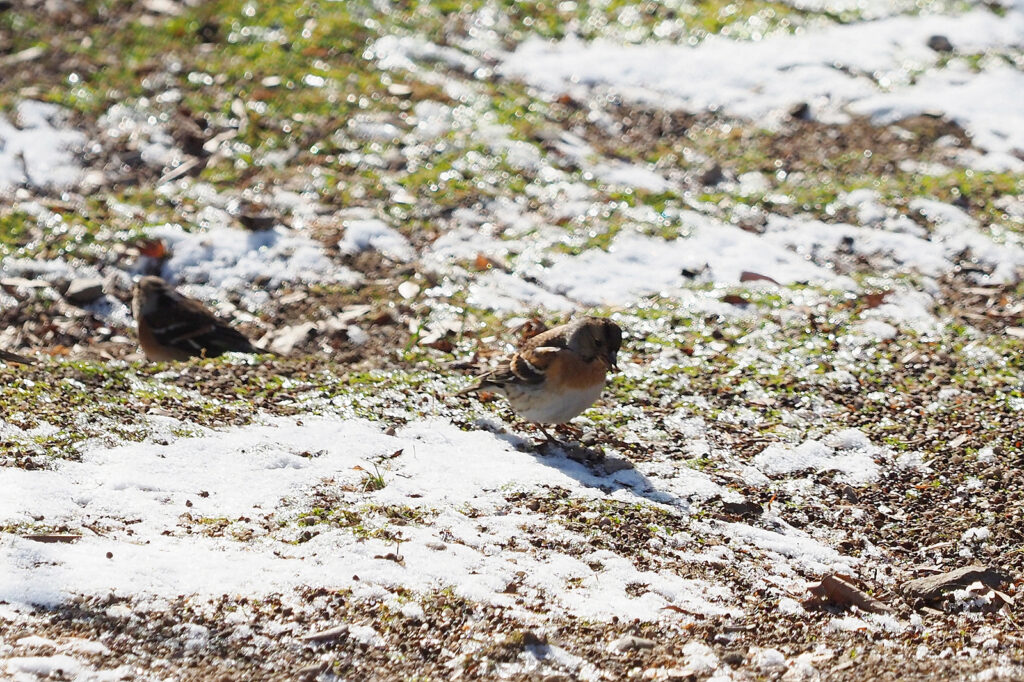 눈이 약간 깔린 풀밭에서 되새 몇 마리가 먹이를 찾고 있다.