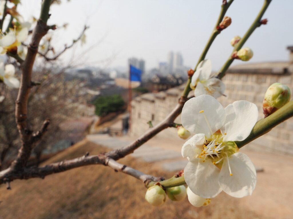 방화수류정 근처에 흰 매화가 피어 있다. 나뭇가지에는 꽃망울이 몇 개 달려 있다. 화성 성벽이 뒤로 지나간다.