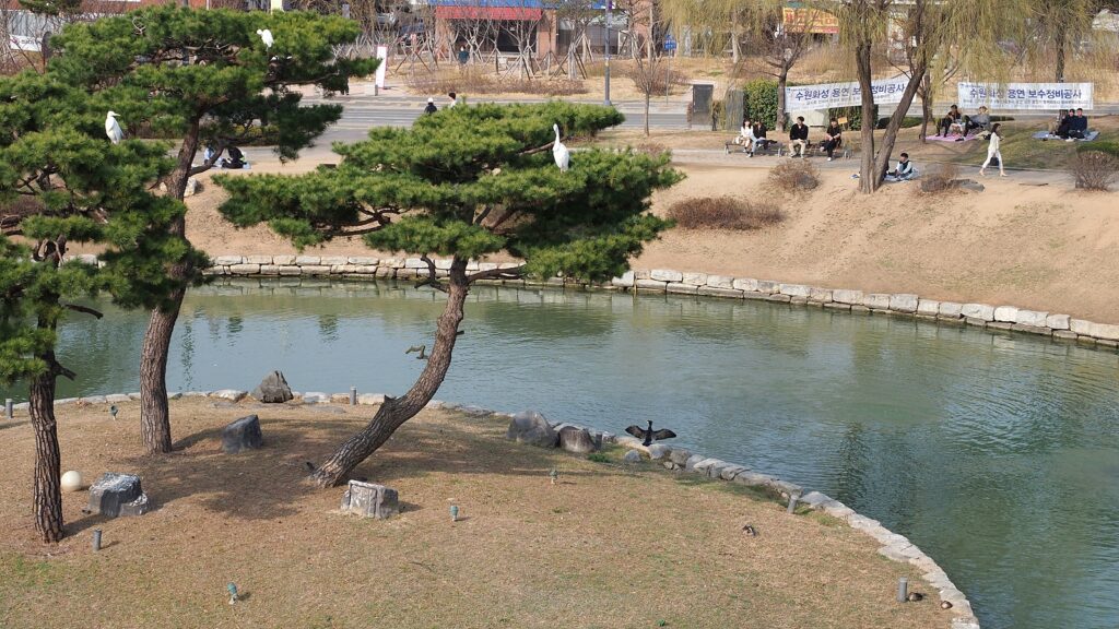 수원 화성 방화수류정 바깥쪽에 자리한 용연. 가운데 섬에 서 있는 나무 위에 백로가 앉아 있다.