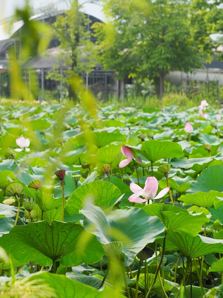 푸른 연잎들 사이로 분홍빛 연꽃이 몇 송이 피어있다.