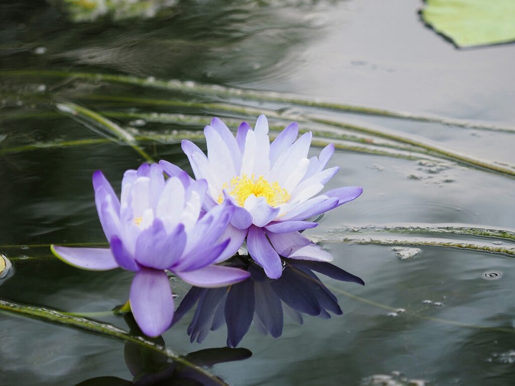 수면 위에 떠 있는 보랏빛 수련 두 송이.