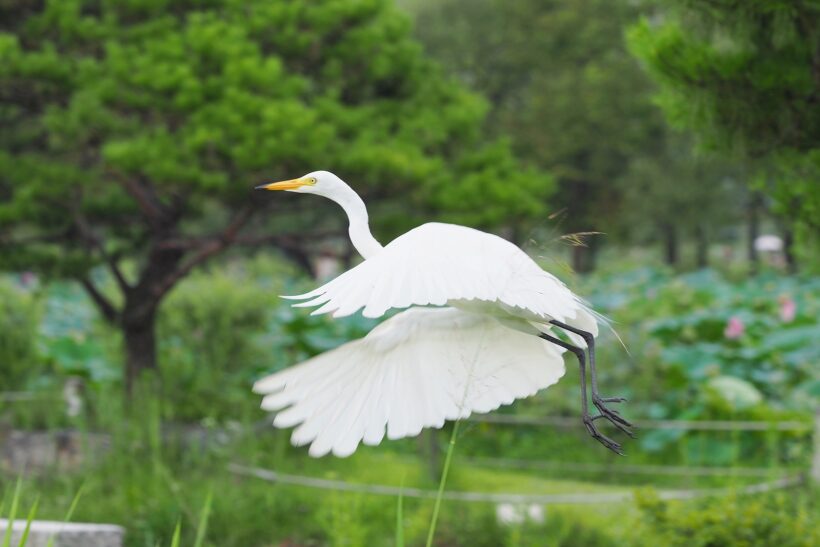 연꽃 한 번 안 보고 여름을 보낼 순 없어서 @양평 세미원