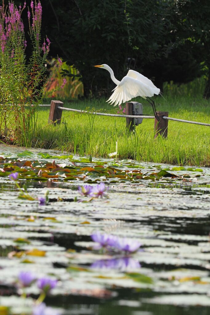 수련이 피어 있는 연못가에서 백로 한 마리가 날아오르고 있다.