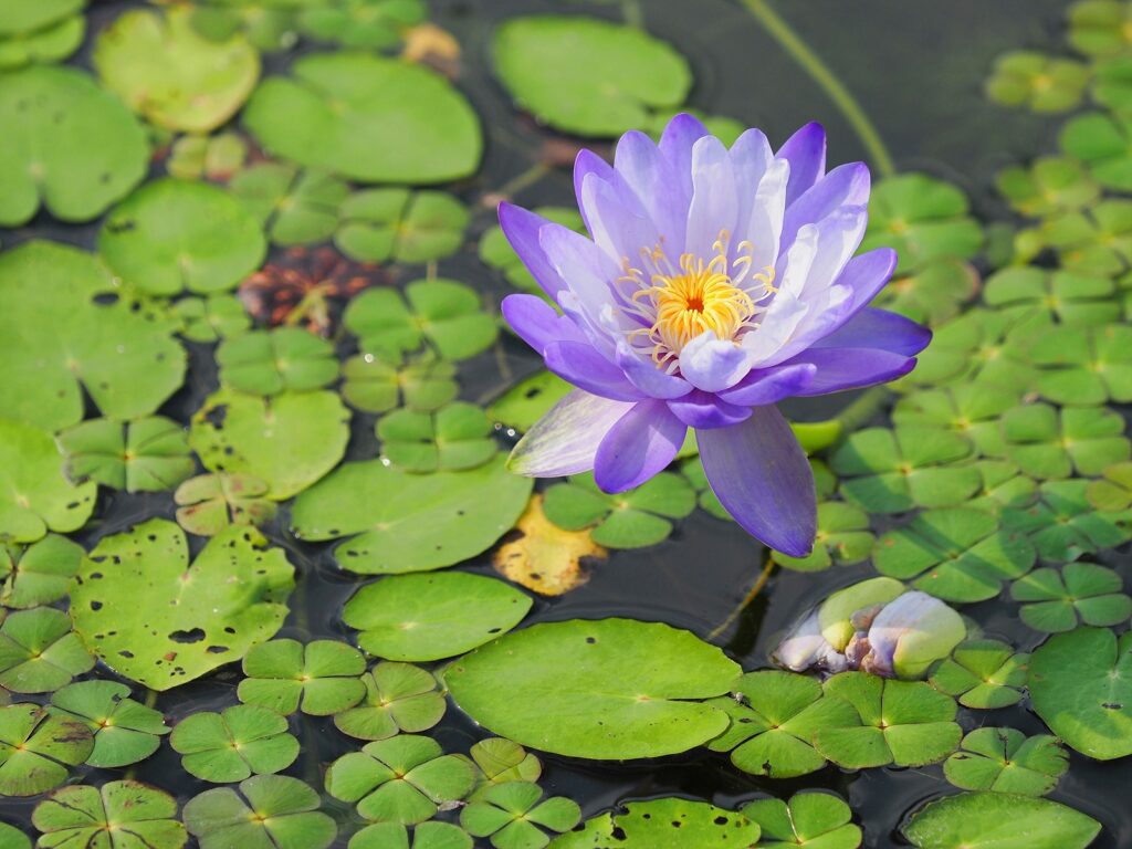 보랏빛 수련 한 송이가 수면 위에 피어 있다. 그 주변으로 동동 떠 있는 수련의 잎이 보인다..