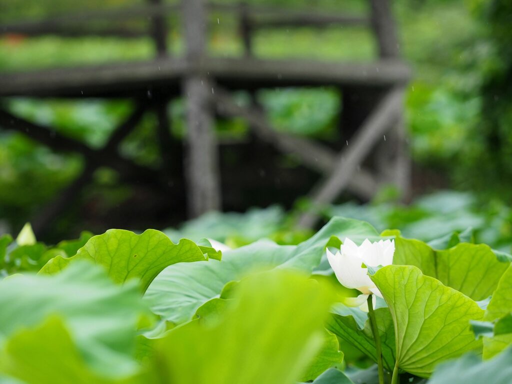 온통 푸른 연잎 사이에 흰 연꽃이 피어 있다. 그 위로 가는 빗방울이 떨어지고 있다.