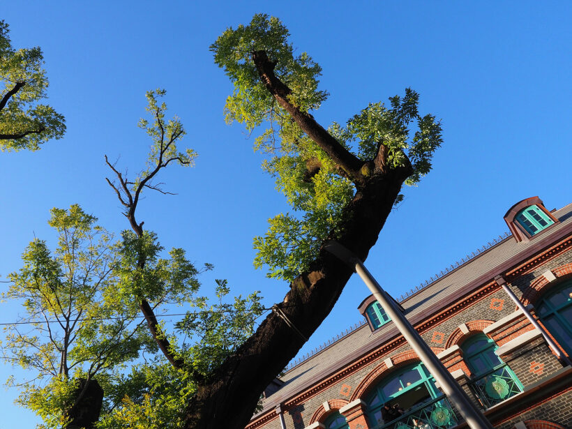 파란 가을 하늘 모음 (@서울 경복궁 광화문, 덕수궁 돈덕전)