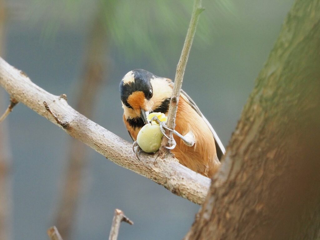 나뭇가지 위에 곤줄박이 한 마리가 앉아 덜 익은 열매(은행으로 추정)를 먹고 있다.