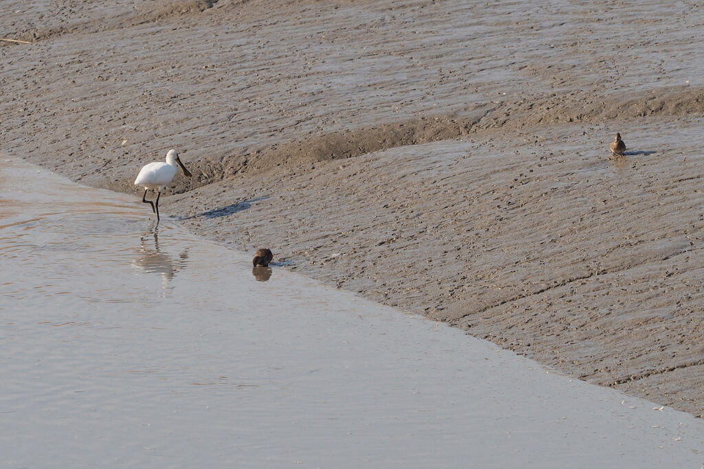 저어새 한 마리가 갯골 가장자리를 향해 걷고 있다. 주변에 몸이 둥그런 오리 두 마리가 보인다.