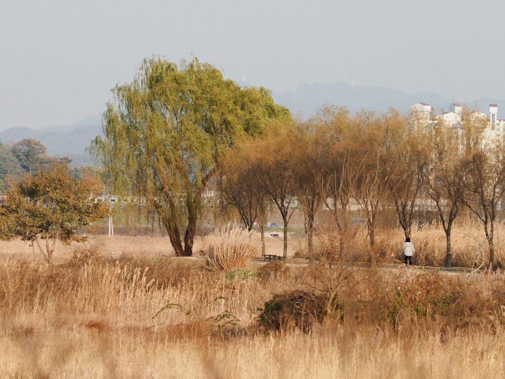 갯골생태공원 산책로. 땅에는 누런 억새가 가득하고, 버드나무는 아직 푸른 빛이 있다. 배경에 서해선 열차가 지나간다.