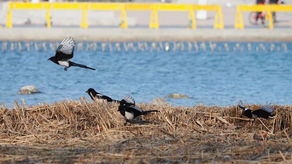 까치 몇 마리가 물가 풀밭에서 날아오르고 있다. 아직 늦겨울이라 풀밭은 초록빛 없이 온통 누렇다.
