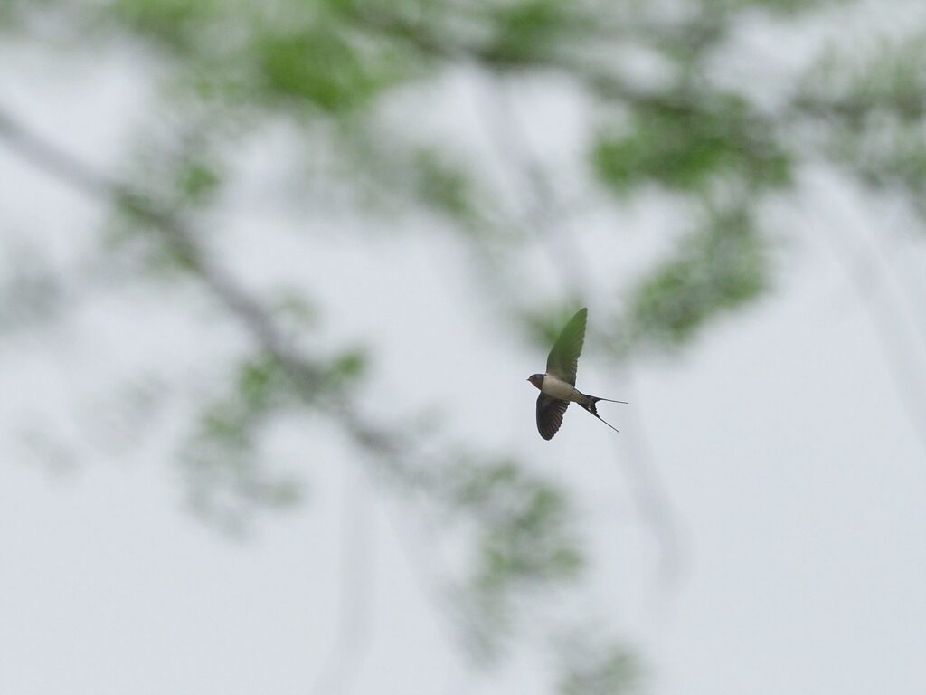 나뭇가지들 뒤로 제비 한 마리가 하늘을 날고 있다.