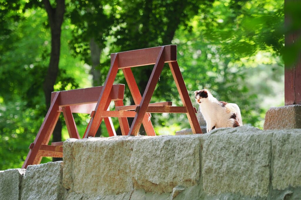 몸 대부분이 하얗고 머리와 꼬리 쪽에 얼룩 무늬가 있는 고양이 한 마리가 석축 위에 앉아 있다.