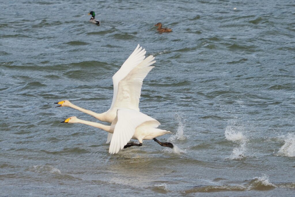큰고니 두 마리가 수면을 박차고 날아오르고 있다.