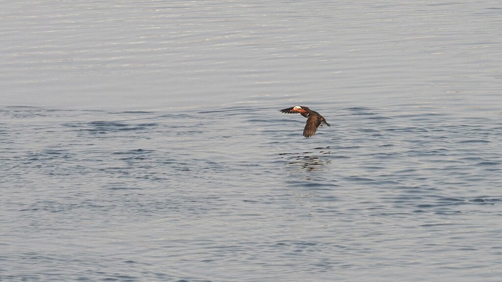 중랑천 수면 위를 날아가는 원앙 한 마리.