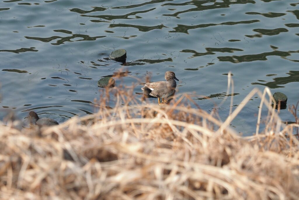 누런 수풀 너머 강물에 둥둥 떠 있는 알락오리 한 마리.