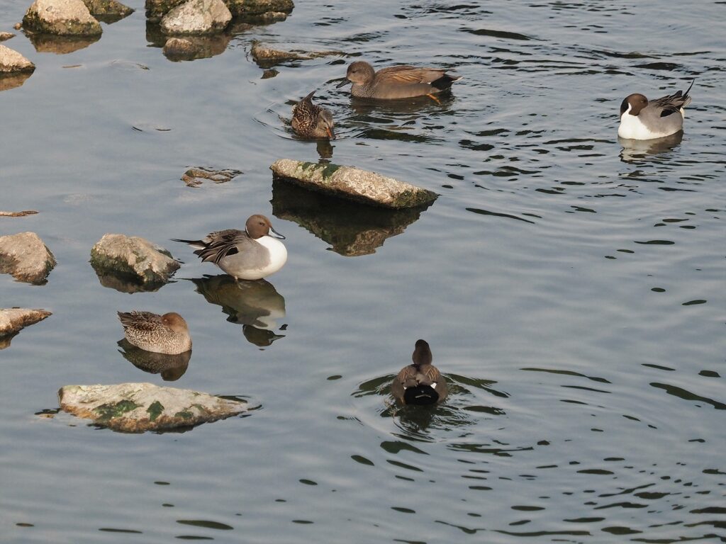하천 한가운데 바위가 튀어나온 곳에서 고방오리 여럿이 한데 모여 있다.