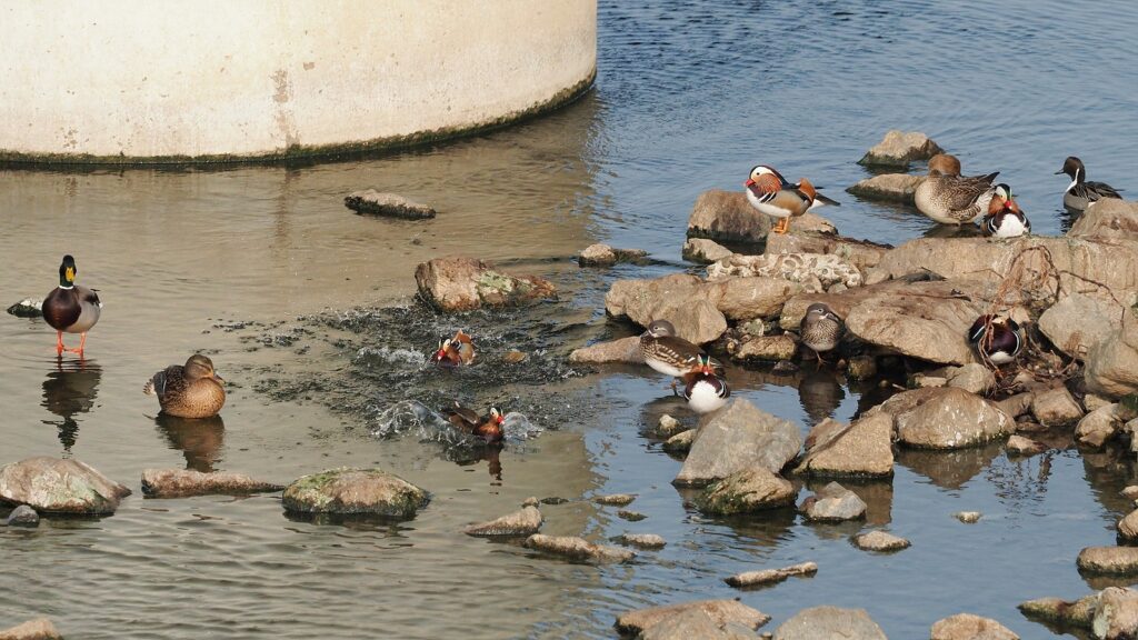 다리 교각 아래 바위가 튀어나온 곳에 원앙 여러 마리가 모여 있다.