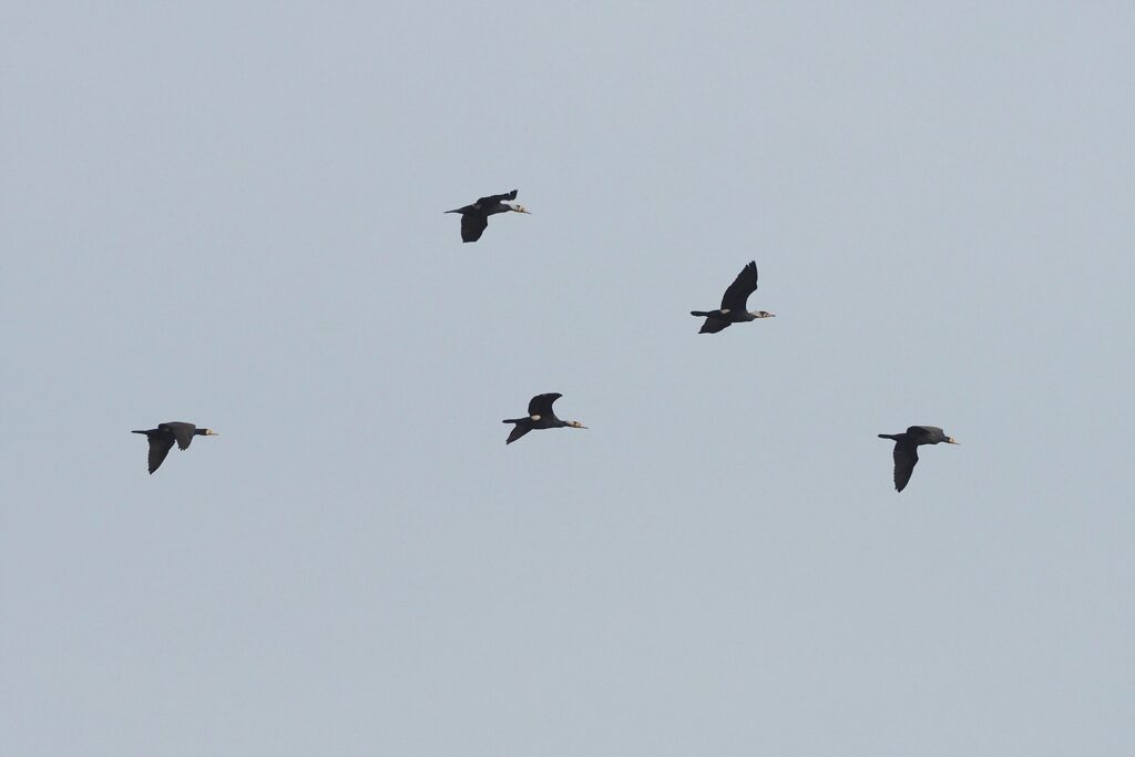 민물가마우지 여러 마리가 무리를 지어 하늘을 날아가고 있다.
