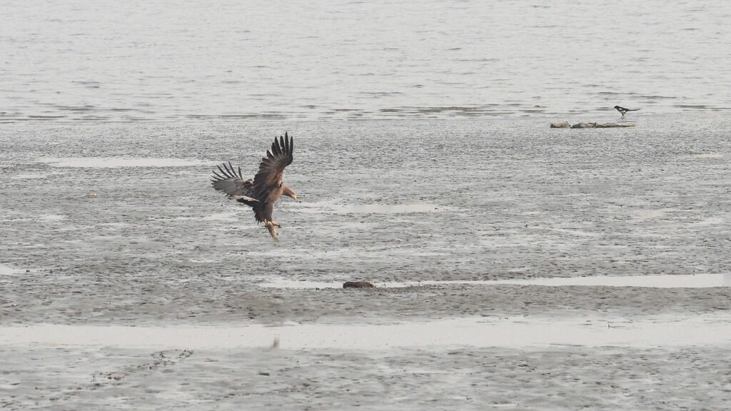 뻘밭에 날아든 흰꼬리수리. 발에 물고기 한 마리가 붙들려 있다.