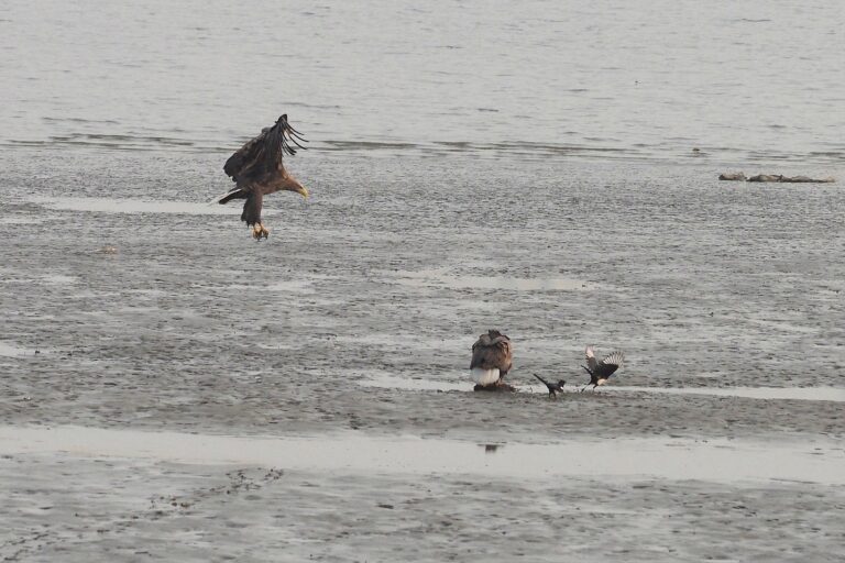 흰꼬리수리 한 마리가 앉아 있고 다른 한 마리가 날아오고 있다. 앉아 있는 녀석의 옆에 까치 두 마리가 기회를 엿보고 있다.