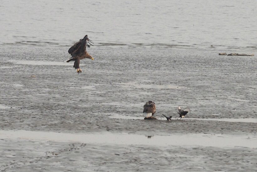 [도시탐조] 중랑천에서 바람 맞고 한강에서 눈 흘기기 (/w 원앙, 흰꼬리수리)