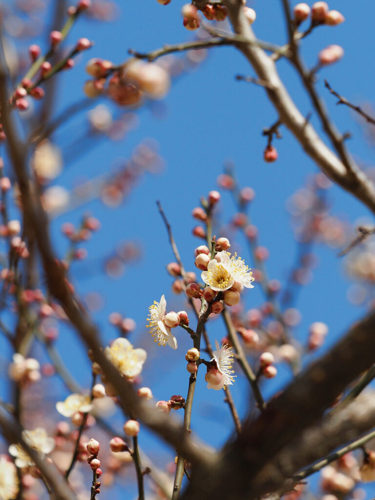 매실나무 가지에 매화가 몇 송이 피어 있다. 활짝 핀 것은 가운데의 몇 송이뿐이고 나머지는 봉오리 상태다.