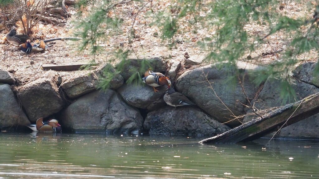 연못 한가운데 섬에 있는 바위에서 원앙 암수 한 쌍이 서로 머리를 맞대고 있다.