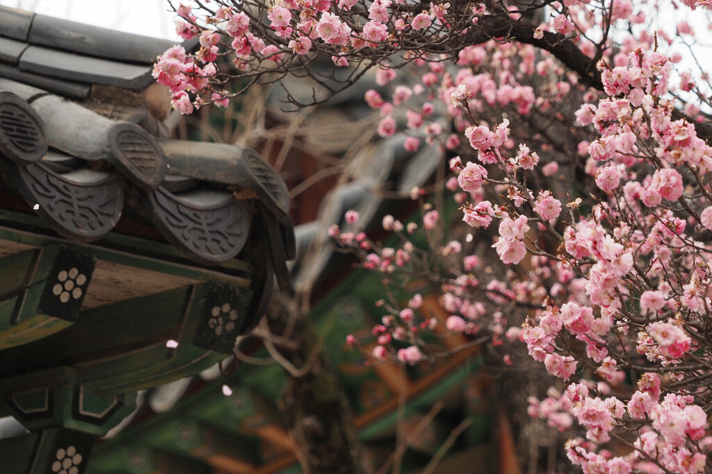 기와지붕 앞에 홍매화가 피어 있다. 꽃잎 몇 개가 바람에 흩날리고 있다.