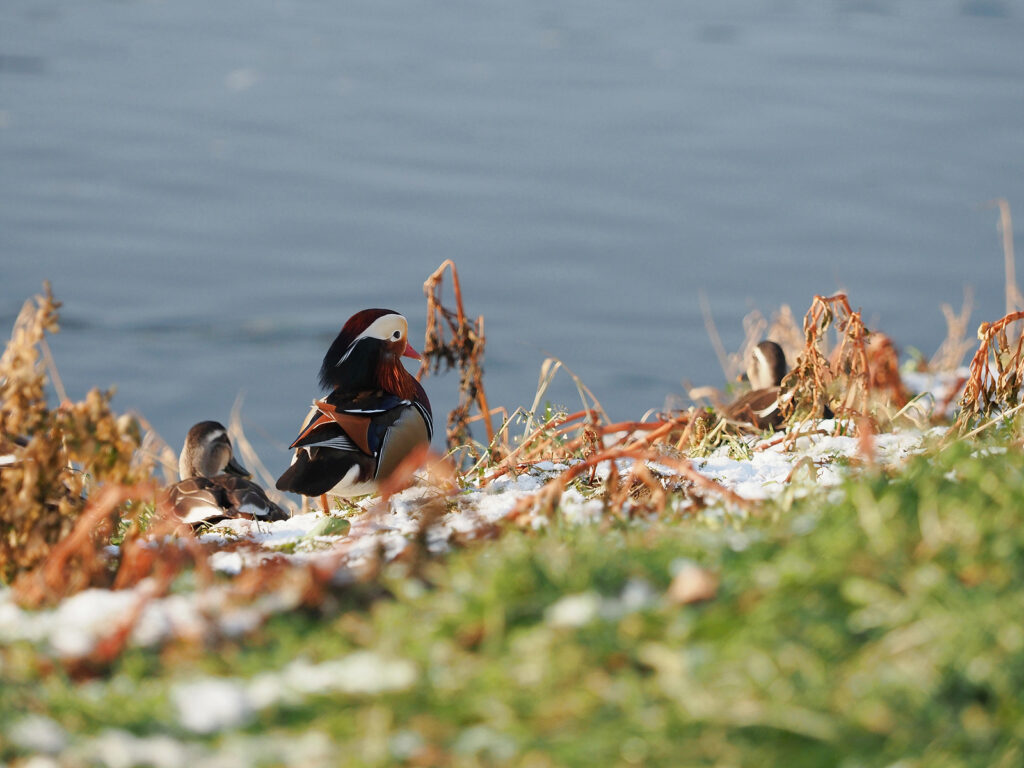 흰 눈이 살짝 남아있는 천변 풀밭에 원앙 수컷 한 마리가 앉아 있다.