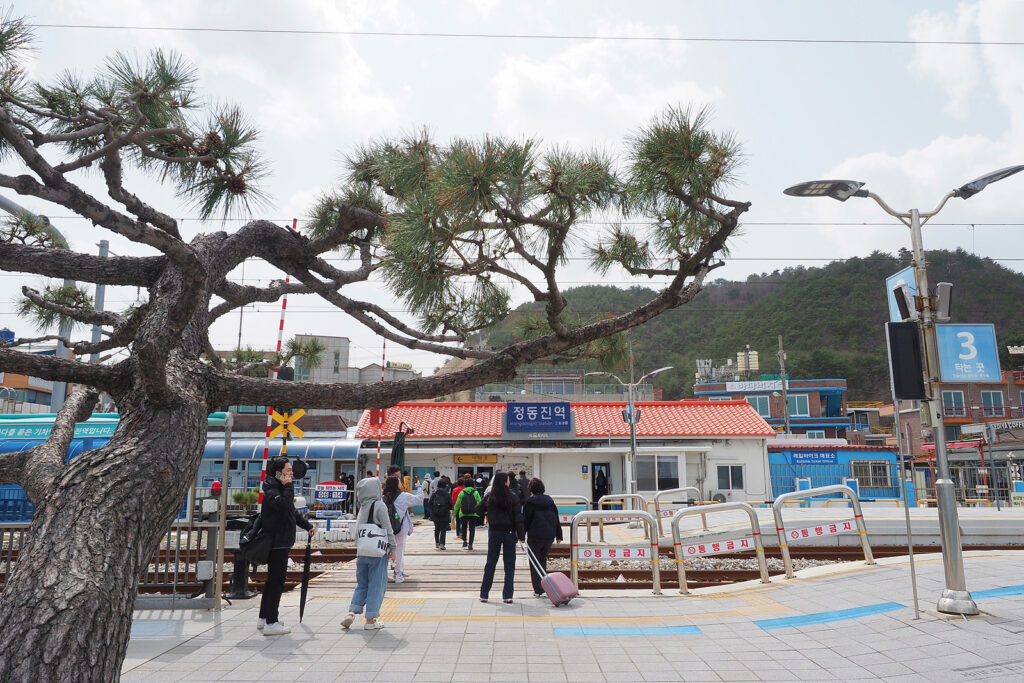 정동진역 플랫폼에서 건널목 너머 붉은 지붕을 한 작은 정동진역 건물을 바라보는 모습. 왼쪽에는 소나무 한 그루가 화면을 가로질러 뻗어 있다.
