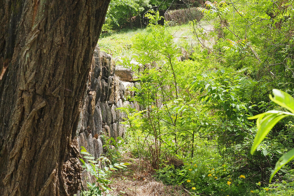 푸른 수풀이 무성한 가운데 돌로 쌓은 성벽이 서 있다.