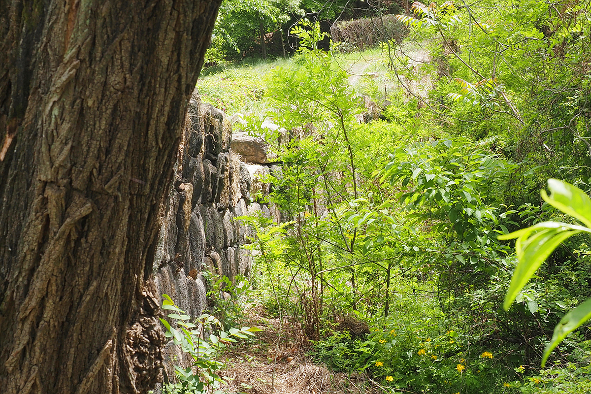 푸른 수풀이 무성한 가운데 돌로 쌓은 성벽이 서 있다.