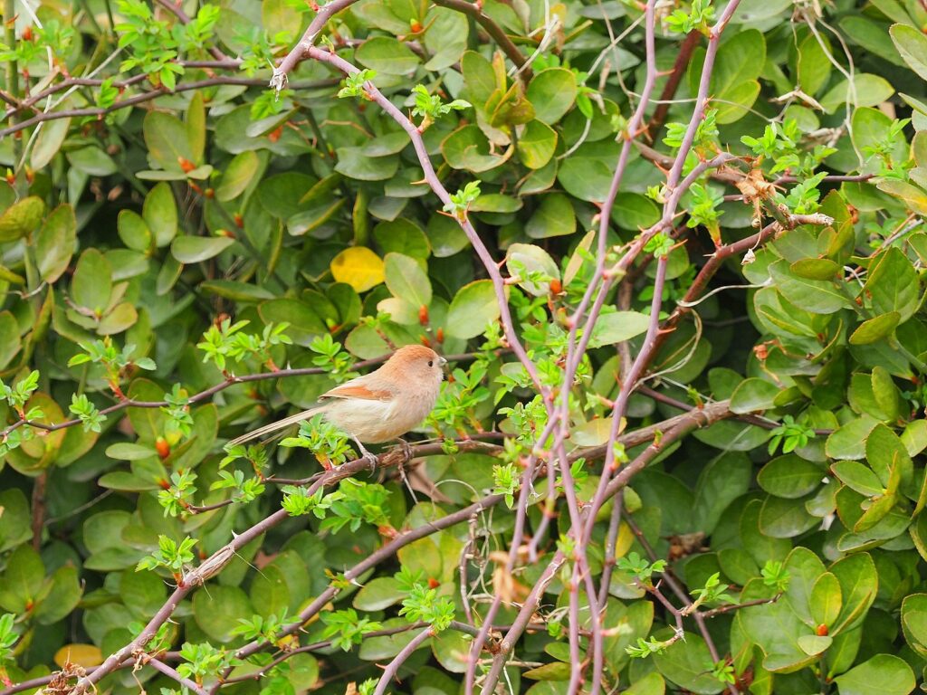초록색 이파리가 돋아나는 나뭇가지 위에 붉은머리오목눈이 한 마리가 앉아 있다.