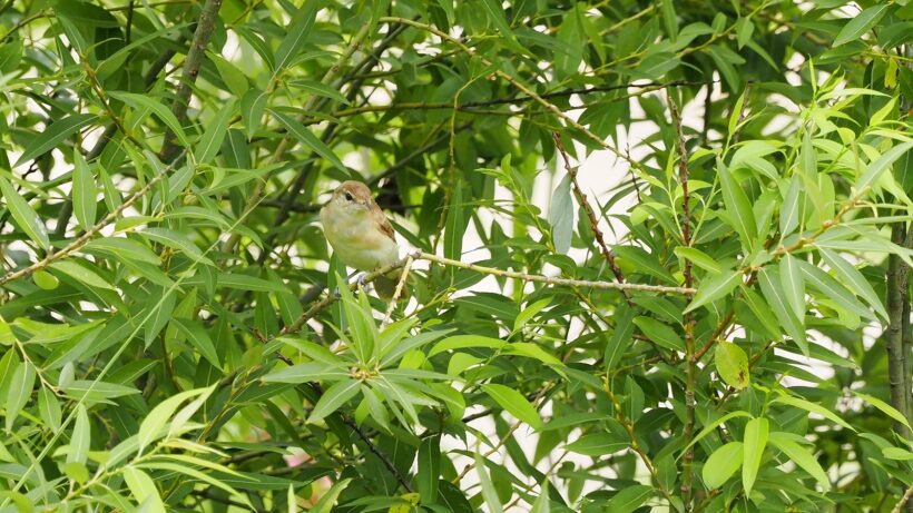 7월은 꿈과 약속, 그리고 개개비 우는 소리 (@ 서울식물원)